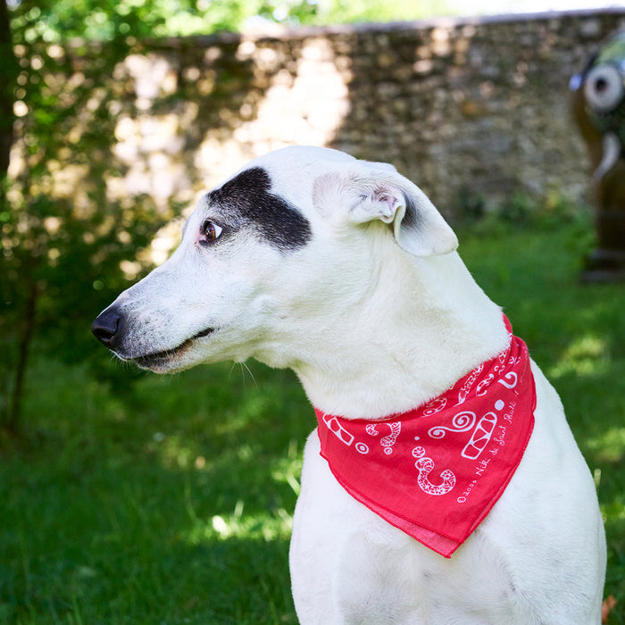 Bandana Question Mark - 1